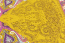 Хлопковая ткань тип Etro, цвет - фиолетовый, красный, зеленый, оранжевый. Постер для видео